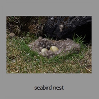 seabird nest